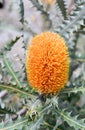 Close up of the orange inflorescence and grey green leaves of the Acorn Banksia, Banksia prionotes, family Proteaceae. Native to w