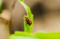 Closeup orange insect breeding on green leaf