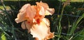 Close up of an orange Iris flower.