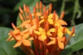 Orange Ixora flowers and buds