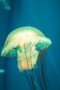 Close up orange jelly fish floating in aquarium on blue sea background Royalty Free Stock Photo