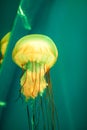 Close up orange jelly fish floating in aquarium on blue sea background Royalty Free Stock Photo