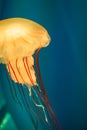 Close up orange jelly fish floating in aquarium on blue sea background Royalty Free Stock Photo