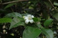 Close up of an orange jessamine flower with leaves Royalty Free Stock Photo