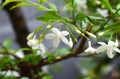 Orange Jessamine on white background. Royalty Free Stock Photo