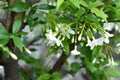 Orange Jessamine on white background. Royalty Free Stock Photo