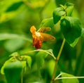 Spotted Jewelweed, Impatiens capensis Royalty Free Stock Photo