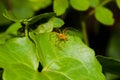 Close up orange jumper spider on the green leaf Royalty Free Stock Photo