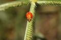 Close up orange ladybug beetle or ladybird on grass leaf in natural habitat