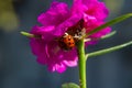 A pink flower with ladybug walking on a leaf. Royalty Free Stock Photo