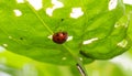 Close up orange ladybug under green leaf Royalty Free Stock Photo