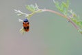 Orange leaf beetle Royalty Free Stock Photo