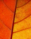 close up orange leaf nerves. High quality photo
