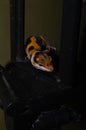 close up of orange leopard gecko Royalty Free Stock Photo