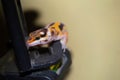 close up of orange leopard gecko Royalty Free Stock Photo
