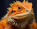 a close up of an orange lizard with spikes on its head Royalty Free Stock Photo
