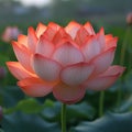 Close-up of an orange lotus flower in bloom, its petals delicately translucent with visible veins, set against a blurred green Royalty Free Stock Photo