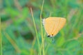 Lycaenidae butterfly