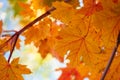 Close-up orange maple leaves on tree. Autumn fall background. Colorful foliage Royalty Free Stock Photo