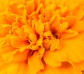 Close up of orange marigold flower Royalty Free Stock Photo