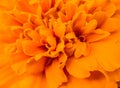 Close up of orange marigold flower Royalty Free Stock Photo
