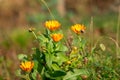 Close-up of orange marigolds in the garden against a blurred background Royalty Free Stock Photo