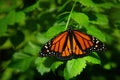 Close up on a orange monarch butterfly on green