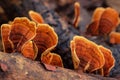 Close up of orange mushroom Stereum Ostrea grown on wood log.