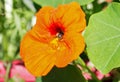 Close up of a Orange Nasturtium in full bloom