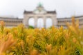 Close up of orange needles and Triumphal Arch in Cinquantenaire Parc in Brussels, Belgium Royalty Free Stock Photo