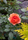 A close up of orange Nostalgic Hybrid Tea Rose of the `Chippendale` variety Duchess of Cornwall, Music Hall in a garden Royalty Free Stock Photo