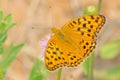 Nymphalidae butterfly