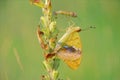 Orange nymphalidae butterfly