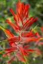 Close Up Of Orange Paintbrush Bloom