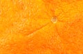 Close-up of orange peel