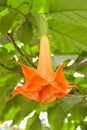 Close-up of orange pendulous bloom of Angel`s Trumpets flower of Brugmansia sp. Royalty Free Stock Photo