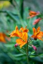 Close-Up of Orange Peruvian Lily Flower With Water Drops Royalty Free Stock Photo