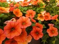 Orange petunia or calibrachoa flowers