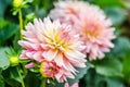 Close up Orange on pink Dahlia hybrid flower with blurred background Royalty Free Stock Photo