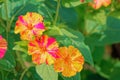 Mirabilis jalapa Royalty Free Stock Photo