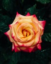 Close-up of orange and pink rose with rain drops over blurred dark green leaves Royalty Free Stock Photo