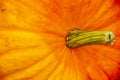 close up of orange pumpkin showing stem Royalty Free Stock Photo