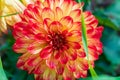 Close up of orange and red blooming dahlia flower in a garden. Summer nature. Flora Royalty Free Stock Photo