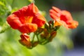 Close-up of orange and red blossoms and buds of hummingbird vine, also known as trumpet creeper campsis radicans Royalty Free Stock Photo