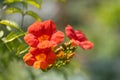 Close-up of orange and red blossoms and buds of hummingbird vine or trumpet creeper or trumpet vine campsis radicans Royalty Free Stock Photo
