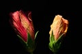 Close-up of an orange and a red closed hibiscus flower growing against a dark background