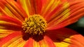 Close-up of orange-red flower Royalty Free Stock Photo