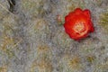 Close up of orange red flowers of the Austrocylindropuntia floccosa or huaraco located in highlands Huascaran National Park, Peru