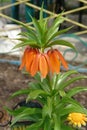 A close up of orange-red flowers of Fritillaria imperialis of the variety `Aurora` crown imperial, imperial fritillary Royalty Free Stock Photo