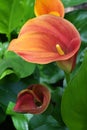Close-up of an orange red infloresence of Zantedeschia sp. or Calla Lily plant, with petal-like spathe & yellow central spadix Royalty Free Stock Photo